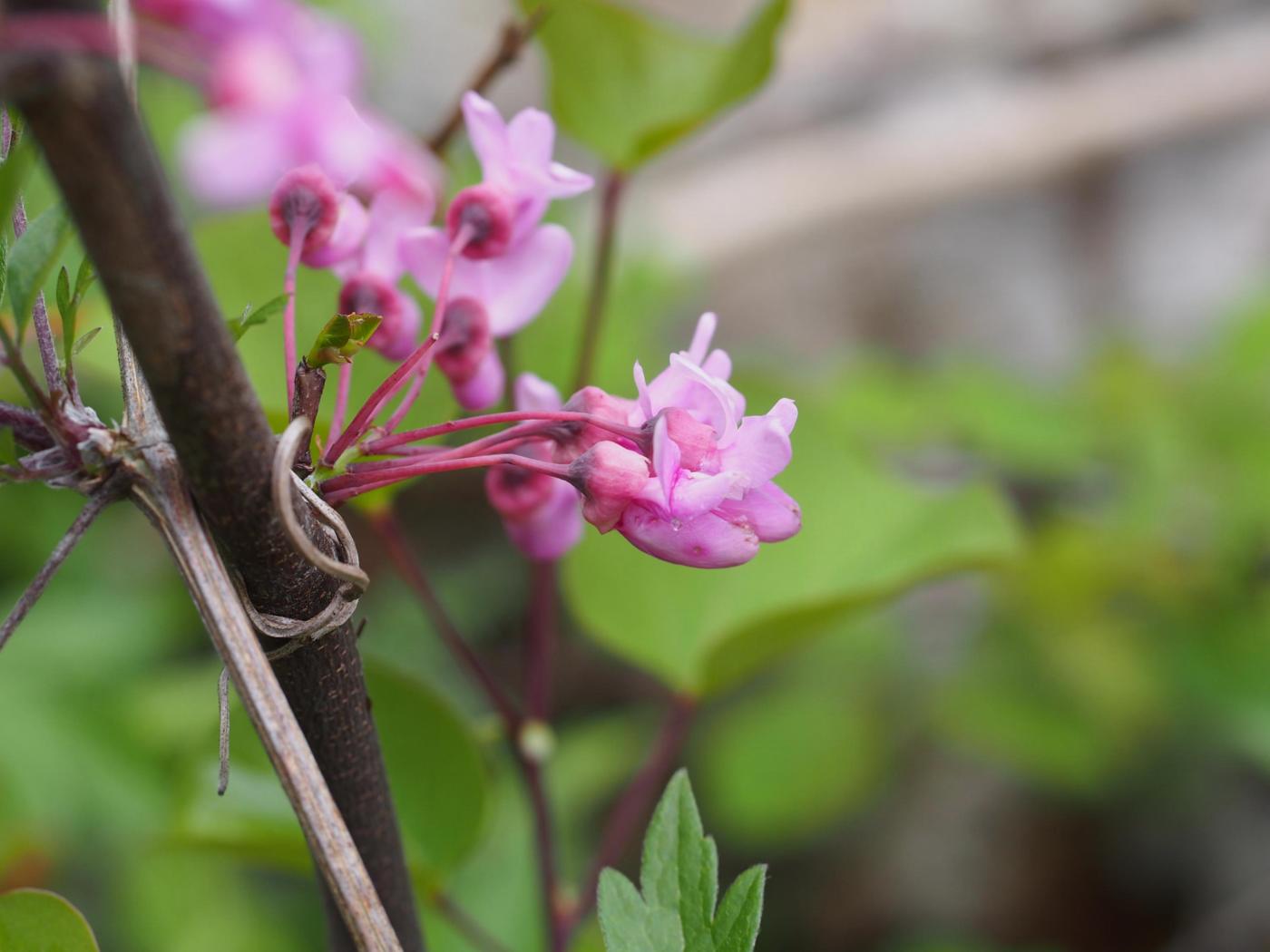 Judas Tree flower